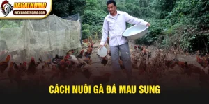 Cách nuôi gà đá mau sung