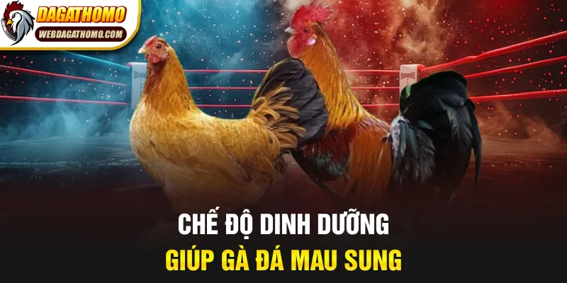 Chế độ dinh dưỡng giúp gà đá mau sung