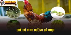Chế độ dinh dưỡng gà chọi tại đá gà thomo