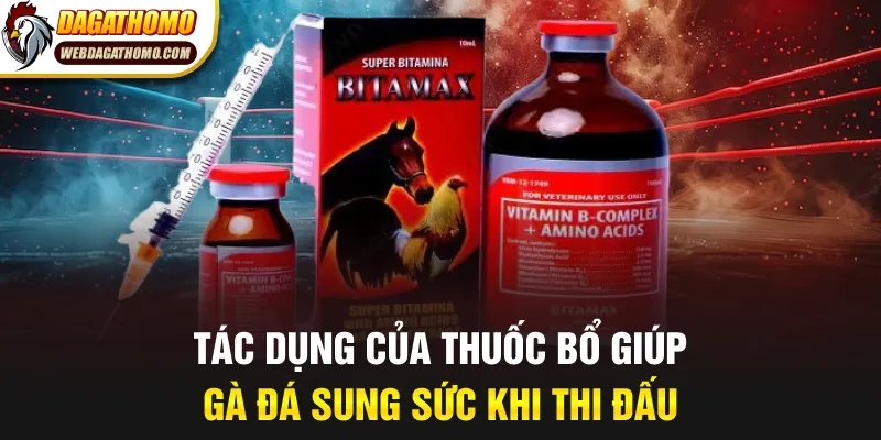 Tác dụng của thuốc bổ giúp gà đá sung sức khi thi đấu